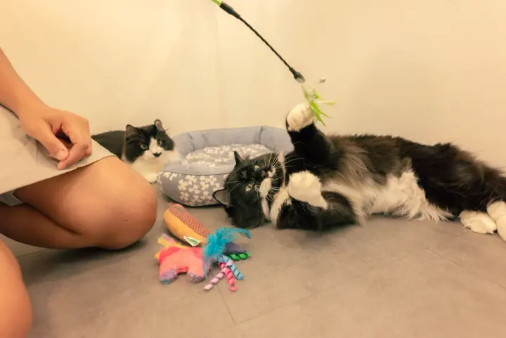 Photo published by Cat Paradise - Cat Sitting Service on its official website