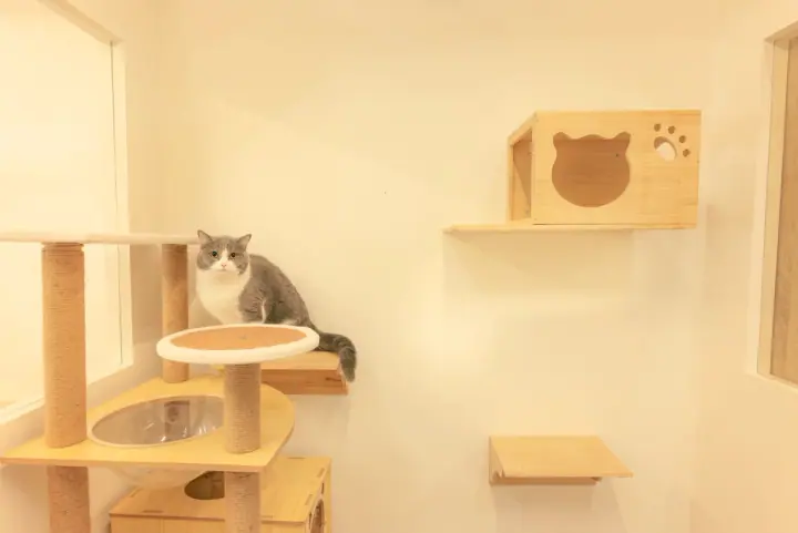 Photo published by Cat Paradise Hotel Singapore - Cat Boarding and Lodging Services on its official website