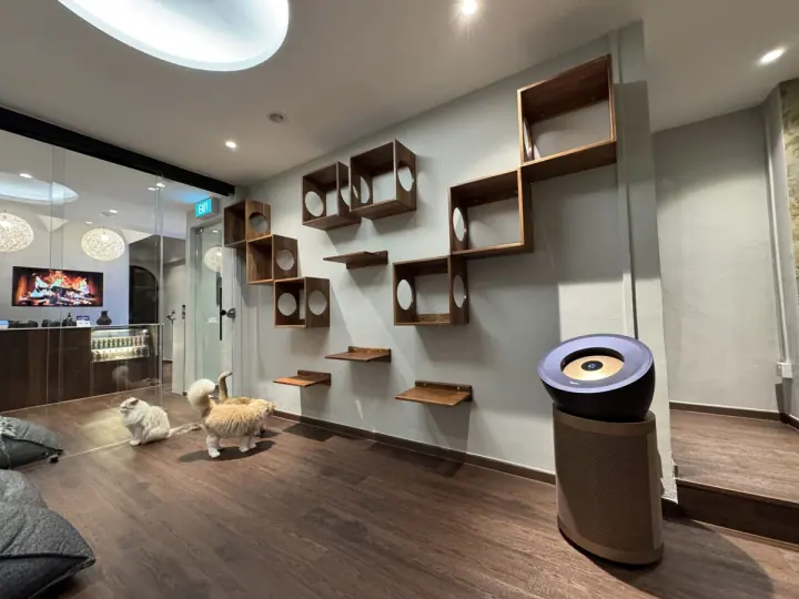 Photo published by Catmosphere Cat Cafe on its official website