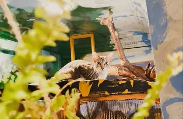 Photo published by Catpurra Cat Care on its official website