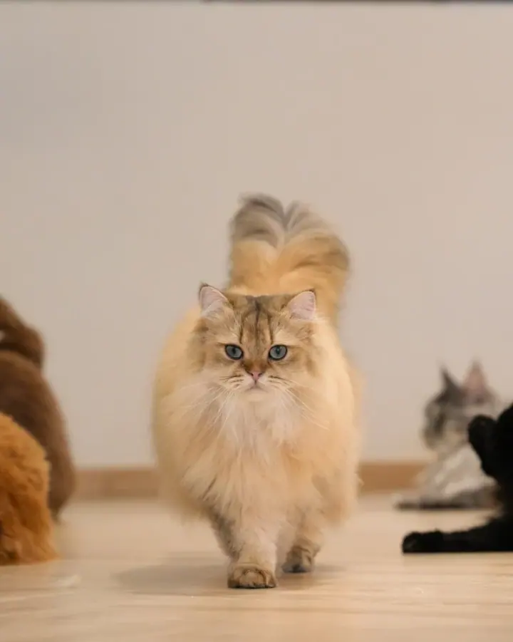 Photo published by Fluffydolls Catfe on its official website