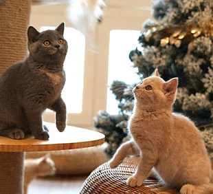 Photo published by Gem Cat Café on its official website