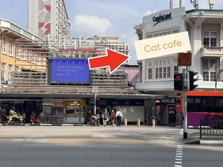 Photo published by The Cat Cafe - Bugis on its official website