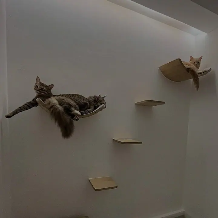Photo published by The Luxe Meownor on its official website