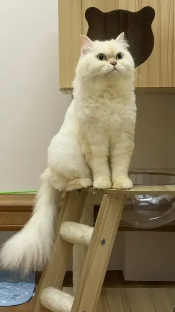 Photo published by Tiny Paw | Cat Boarding Hotel and Pet Shop on its official website