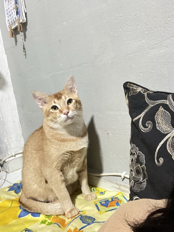 Ginger or oyen, a rescue cat listed by SPCA
